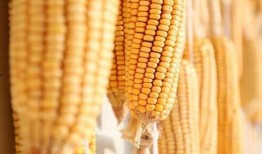 爆料视频农田玉米谷子,玉米与谷子共舞，揭秘丰收背后的秘密